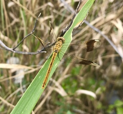 Sympetrum pedemontanum