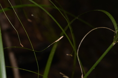 Cyperus filipes