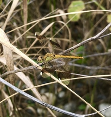 Sympetrum pedemontanum