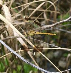 Sympetrum pedemontanum