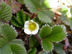 Fragaria hayatae