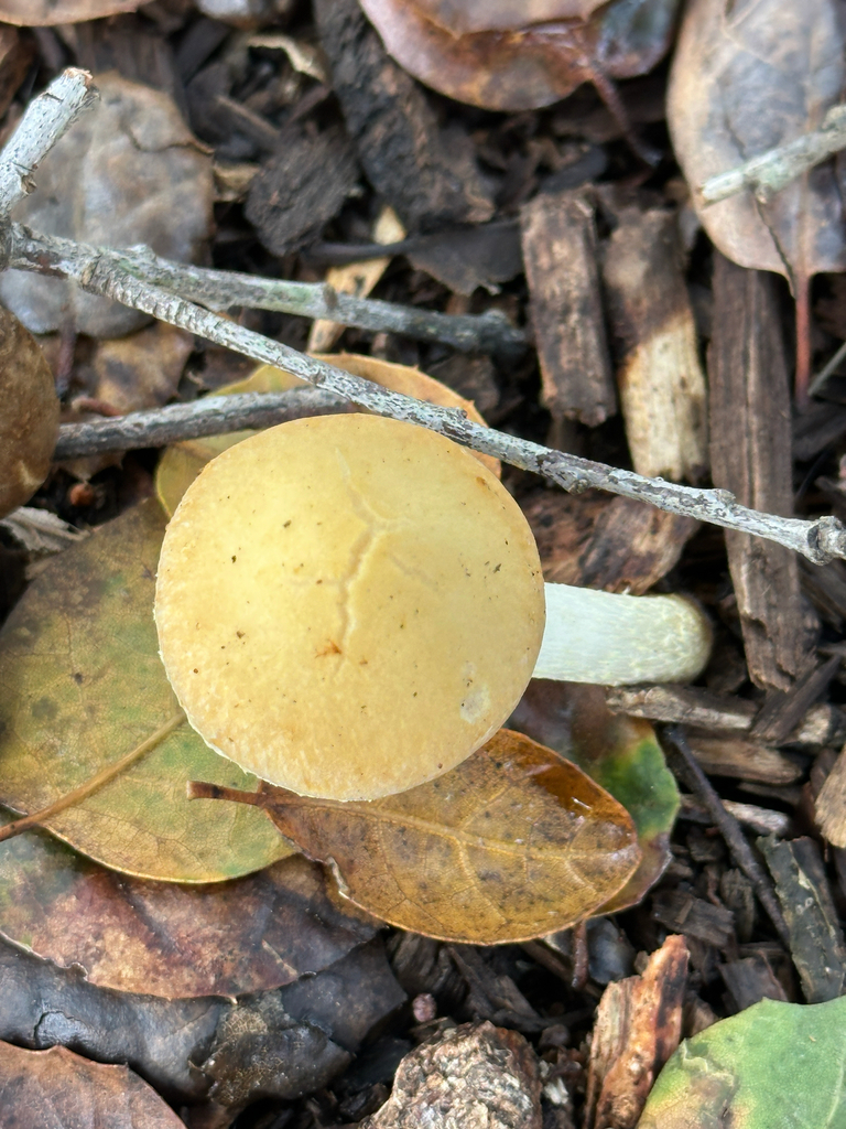 Leratiomyces percevalii · January 2026 · photo: © gretchenparadis (iNaturalist, cc-by-nc)