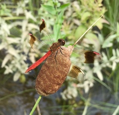 Sympetrum pedemontanum