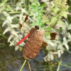 Sympetrum pedemontanum