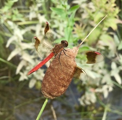 Sympetrum pedemontanum