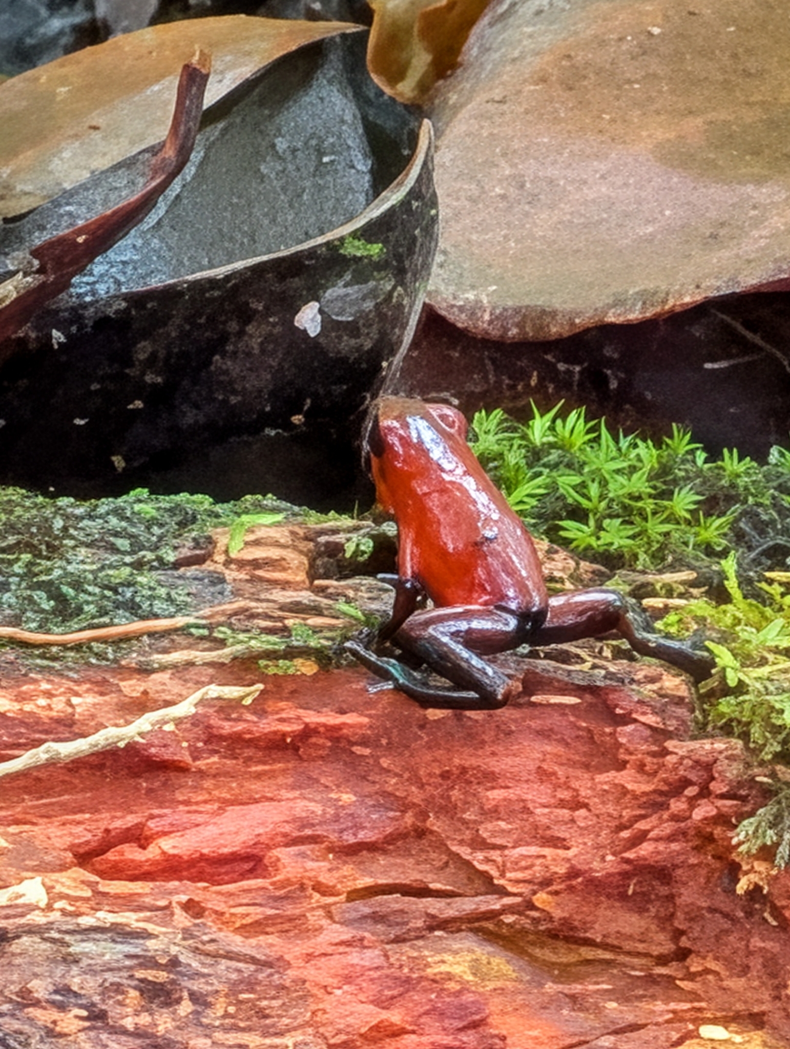 Oophaga pumilio (Schmidt, 1857)