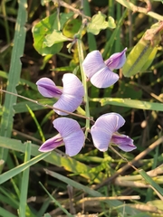 Crotalaria verrucosa