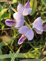 Crotalaria verrucosa