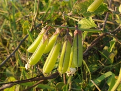 Crotalaria verrucosa