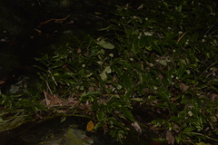 Elatostema reticulatum