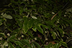 Elatostema reticulatum
