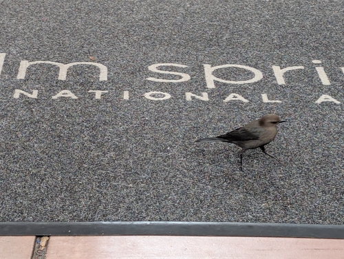 Brewer's Blackbird (Euphagus cyanocephalus), photo 5