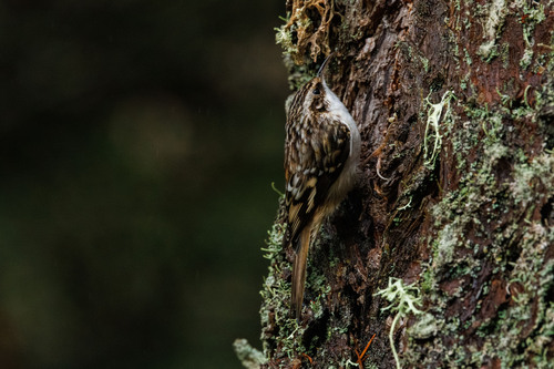 Brown Creeper (Certhia americana), photo 6