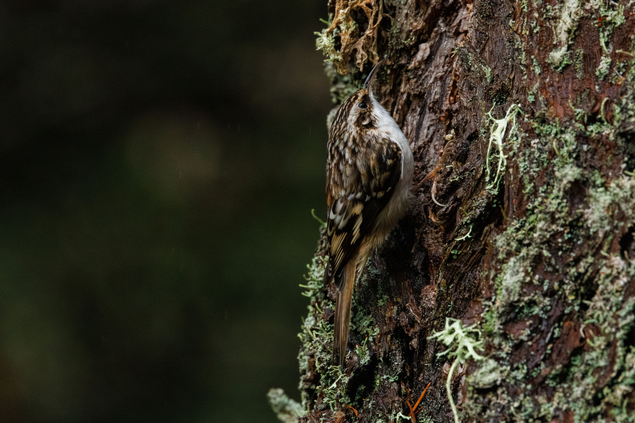 Brown Creeper (Certhia americana), photo 6