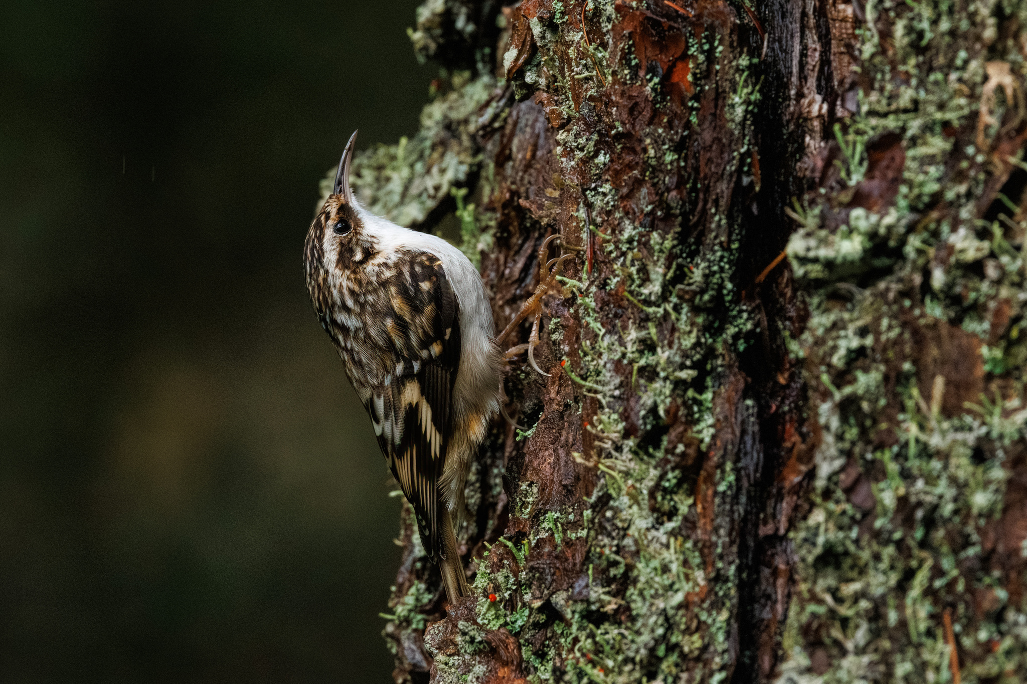 Brown Creeper (Certhia americana), photo 5