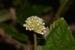 Elatostema reticulatum
