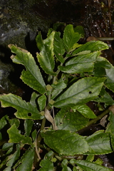 Elatostema reticulatum