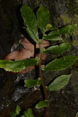 Elatostema reticulatum