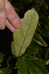 Elatostema reticulatum