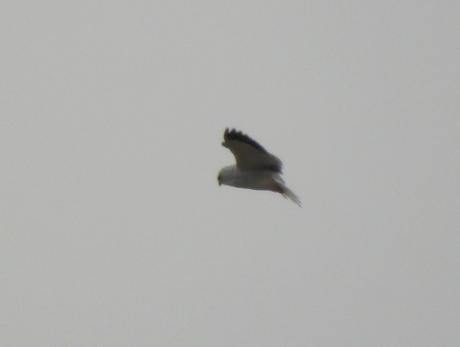 Black-winged Kite (Elanus caeruleus), photo 4