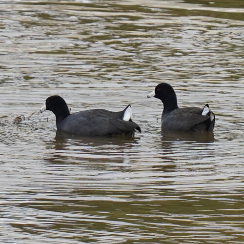American Coot (Fulica americana), photo 7