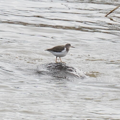 Spotted Sandpiper (Actitis macularius), photo 5
