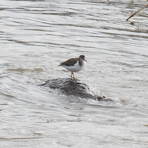 Spotted Sandpiper (Actitis macularius), photo 6