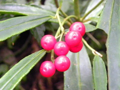 Ardisia crispa