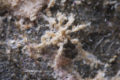 Eupantopodida