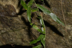 Rhipidocerus australasiae