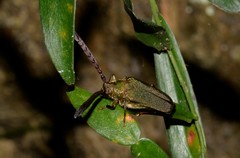 Rhipidocerus australasiae