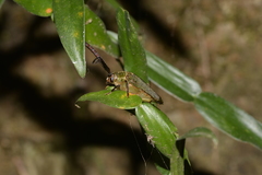 Rhipidocerus australasiae