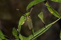 Rhipidocerus australasiae