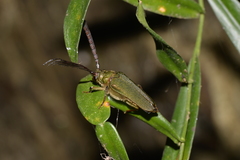 Rhipidocerus australasiae