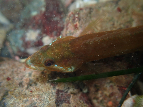 Manacled sculpin (Synchirus gilli) — Cottidae — 4
