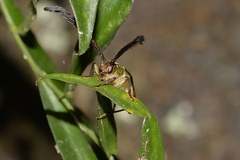 Rhipidocerus australasiae