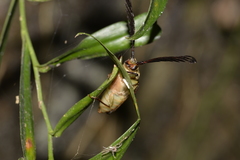 Rhipidocerus australasiae