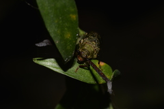 Rhipidocerus australasiae