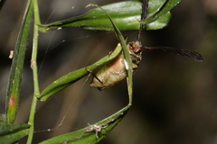 Rhipidocerus australasiae
