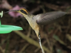 Phaethornis eurynome
