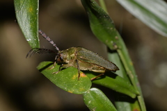 Rhipidocerus australasiae