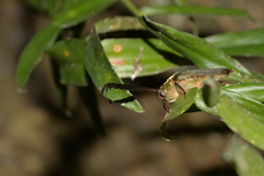 Rhipidocerus australasiae