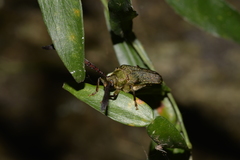 Rhipidocerus australasiae
