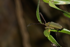 Rhipidocerus australasiae