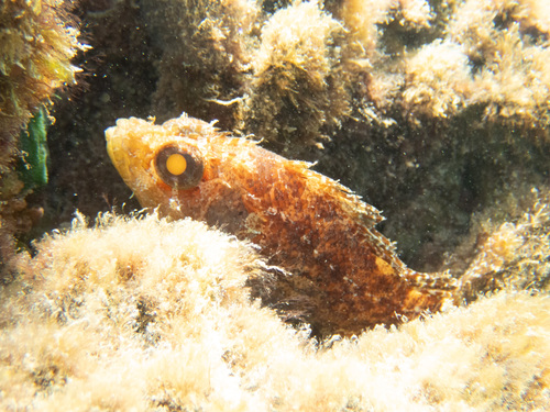 Hairy scorpionfish (Scorpaenodes hirsutus) — Scorpaenidae — 4