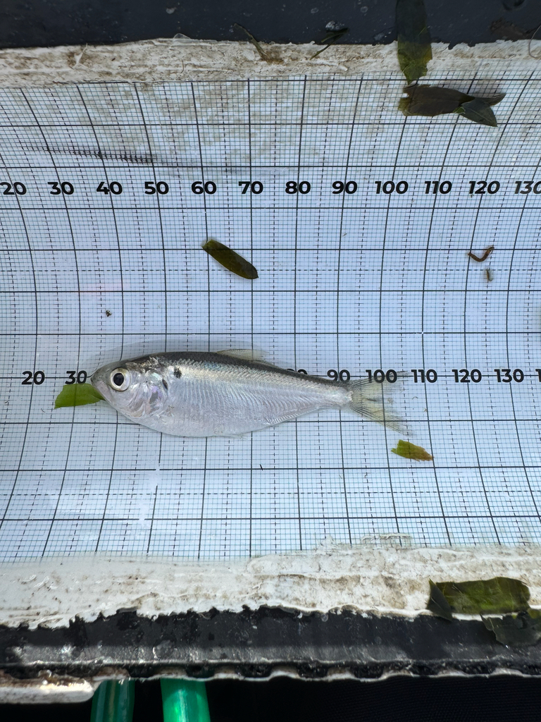 Threadfin shad (Dorosoma petenense) — Clupeidae