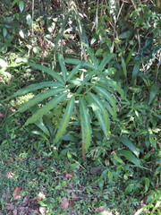 Arisaema heterophyllum