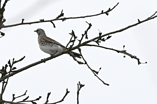 Fieldfare (Turdus pilaris), photo 4