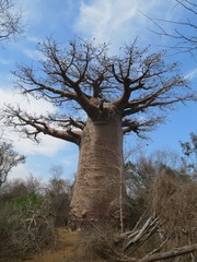 Adansonia