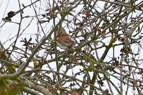 Fieldfare (Turdus pilaris), photo 5